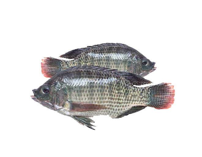 TILAPIA FISH 1KG