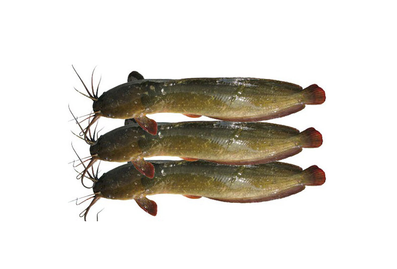 MAGUR FISH 1KG (BIL)