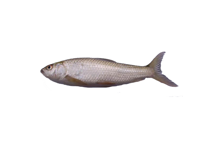 VANGNA FISH 1KG