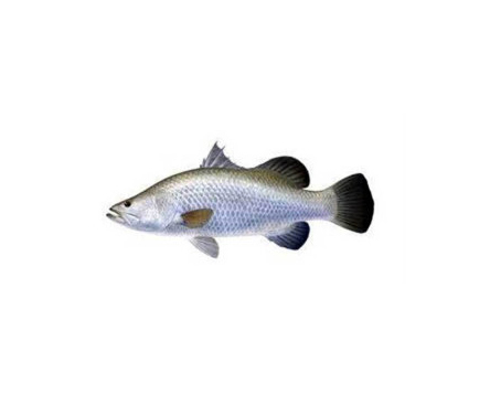 KORAL FISH (BIG)1KG