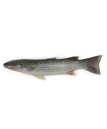 KHOLLA DESHI FISH 1 KG (MEDIUM)