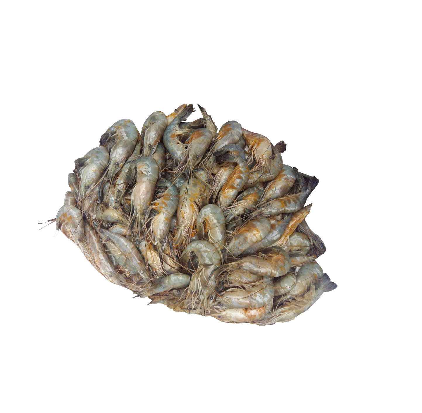 DIMA CHINGRI BIG 1KG