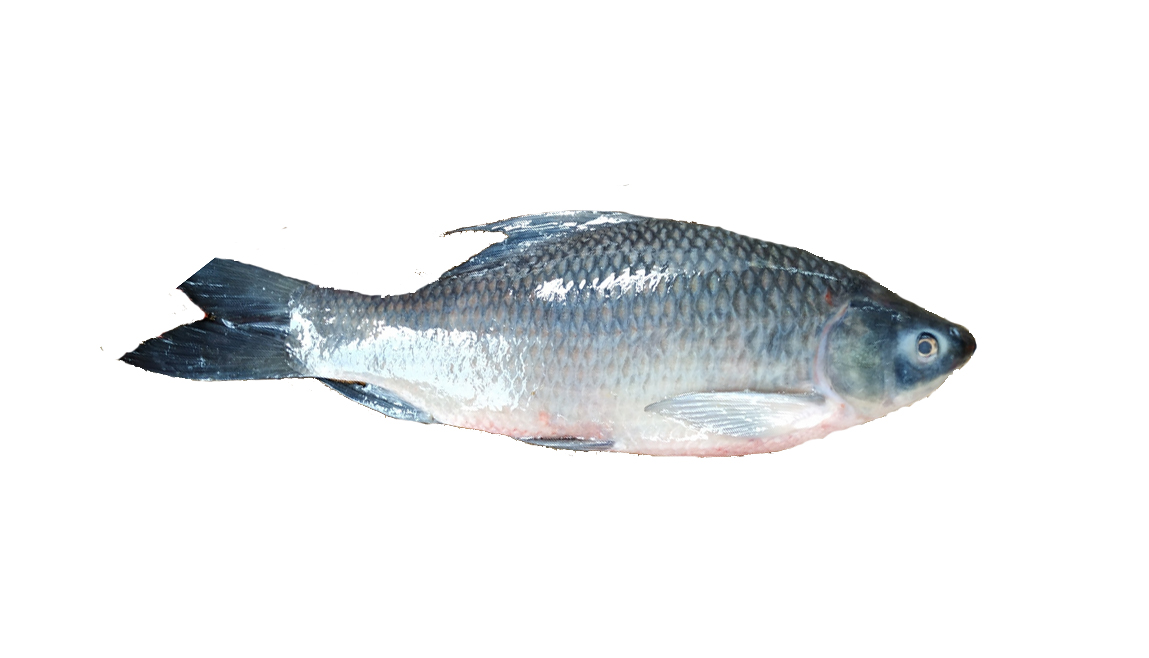 BOUS FISH 1KG