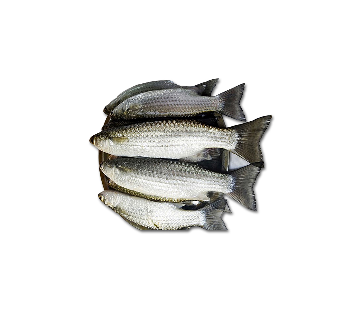 BATA FISH 1KG