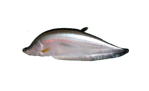 CHITAL FISH  (M) 1KG