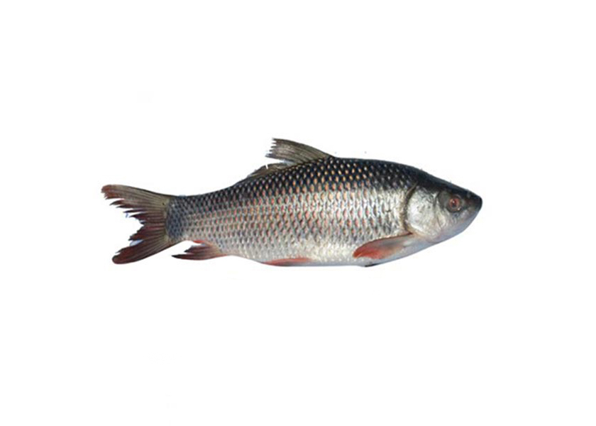 RUI FISH MEDIUM 1KG