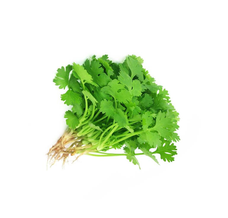 CORIANDER LEAVES( DHONIA PATA) 1 MOTA