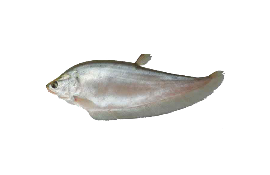 FOLI FISH 1KG