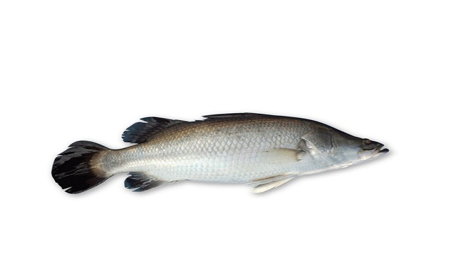 KORAL FISH (SMAILL) 1KG
