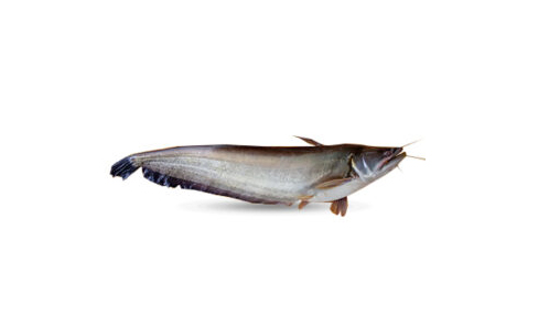 BOAL FISH MEDIUM 1KG